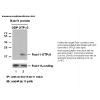 Anti-Active Rab11 Mouse Monoclonal Antibody