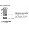 Anti-Active Rab7 Mouse Monoclonal Antibody