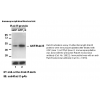 Anti-Active Rab35 Mouse Monoclonal Antibody