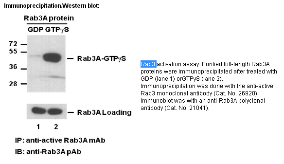 Anti-Active Rab3 Mouse Monoclonal Antibody