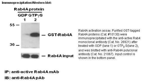 Anti-Active Rab4 Mouse Monoclonal Antibody