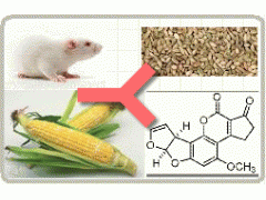 小鼠抗黄曲霉毒素B1图1