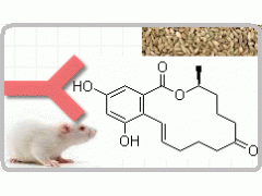 小鼠抗玉米赤霉烯酮图1