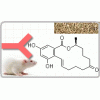 小鼠抗玉米赤霉烯酮