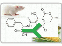 小鼠抗赭曲霉素图1