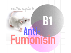小鼠抗伏马菌素 B1图1