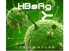 小鼠抗HBsAg图1