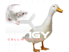小鼠抗鸭IgY (IgG)图1