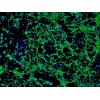 神经前体细胞的分化培养基 NPCDM