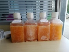 特级小牛血清图2