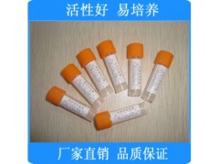 金黄色葡萄球菌CMCC(B)26003 冻干粉图1