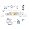 MRM/PRM定量蛋白组学分析