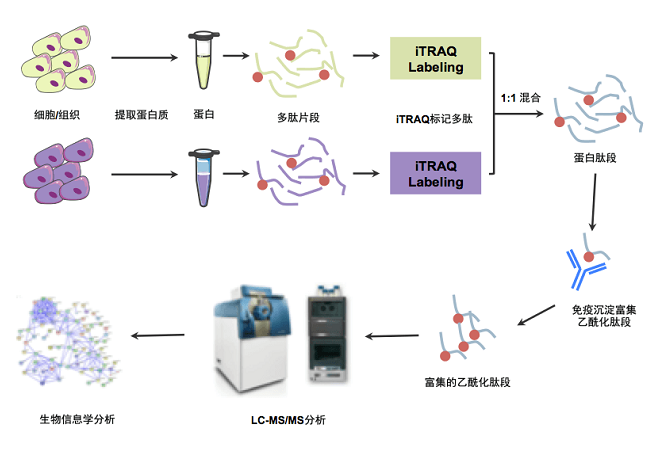 乙酰化定量蛋白组学分析样品要求