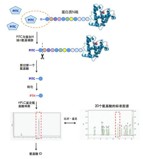 Edman测序研究案例