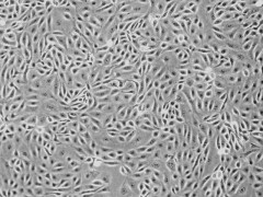 上皮细胞培养基 EpiCM sciencell图3