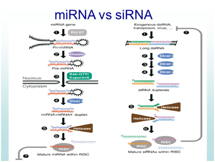 miRNA检测
