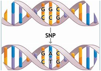 SNP分析