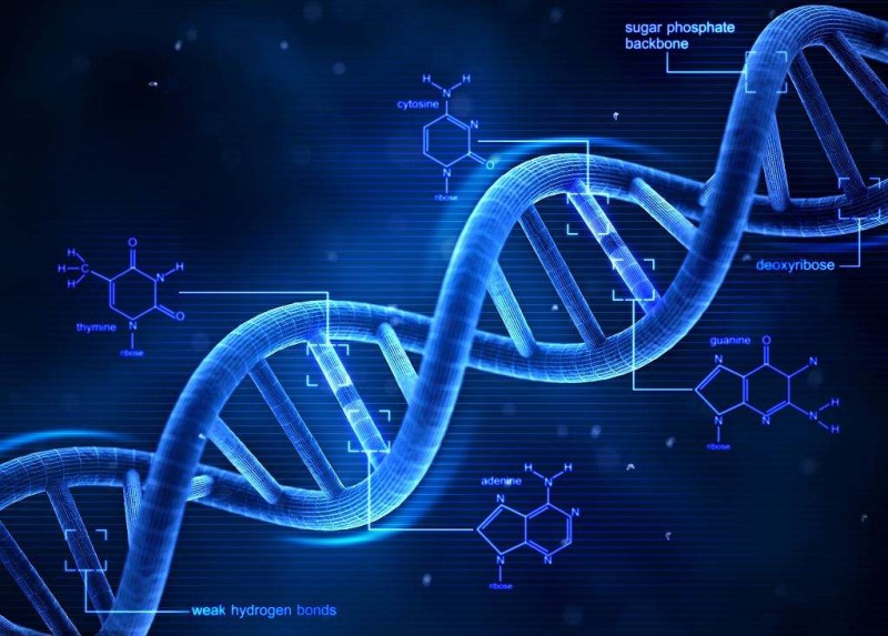 Cas9 基因编辑腺病毒(Adv)包装服务