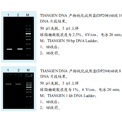 普通DNA产物纯化试剂盒（DP204）