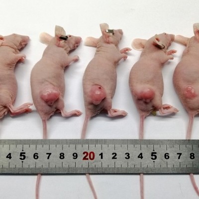 裸鼠成瘤动物模型
