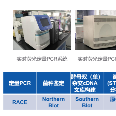 分子生物实验服务