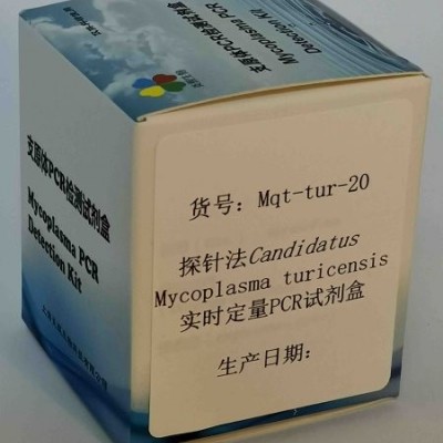 探针法M. turicensis实时定量PCR试剂盒