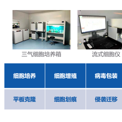 Transwell细胞迁移实验