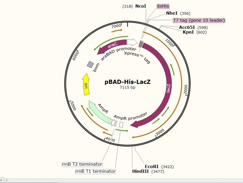 pCDH-EF1-MCS-T2A-copGFP智立中特生物