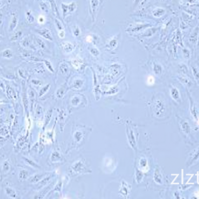 SH-SY5Y人神经母细胞瘤细胞