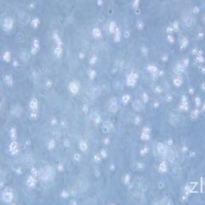 小鼠单核巨噬细胞白血病细胞RAW 264.7