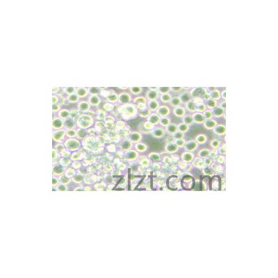 人胚肾细胞HEK-293智立中特生物
