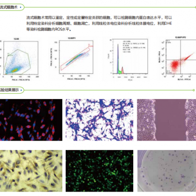 细胞生物学实验----细胞培养