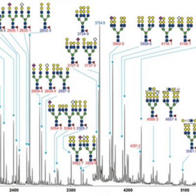 糖组学分析服务