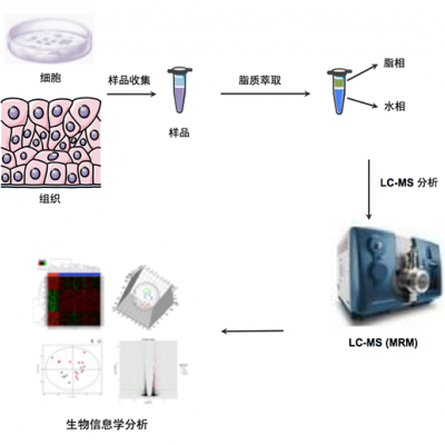 脂质代谢组学研究服务(Lipidomics)