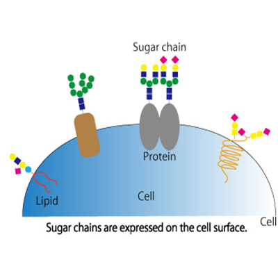 多糖的分析方法和过程