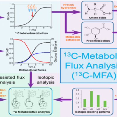 代谢通量分析服务