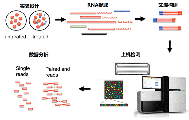 真核无参转录组测序图1