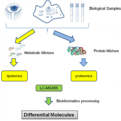 脂质组学与蛋白质组学整合分析