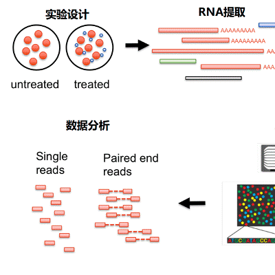 转录组学与代谢组学整合分析