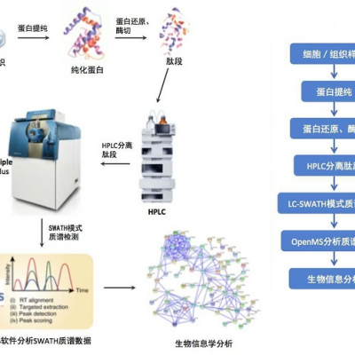 DIA定量蛋白质组学