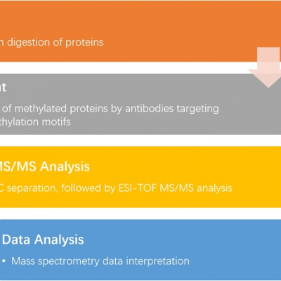 甲基化定量蛋白组学研究