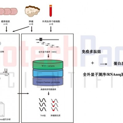 基于高精度质谱的免疫多肽组学分析及新抗原发现