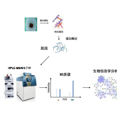 石蜡包埋样品蛋白质组学