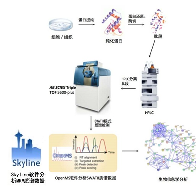 DIA-PRM蛋白质组学