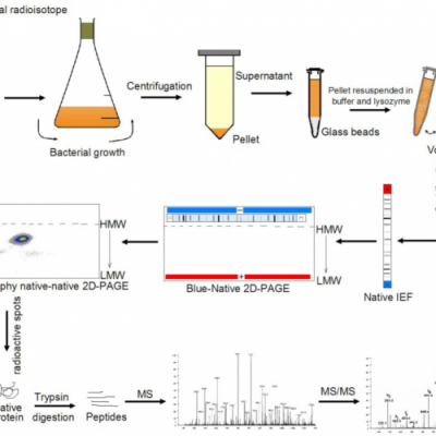2D Blue Native/SDS-PAGE复合物分析服务