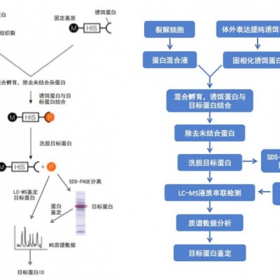 GST pull-down蛋白相互作用分析