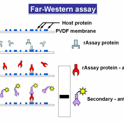 Far-Western Blot分析