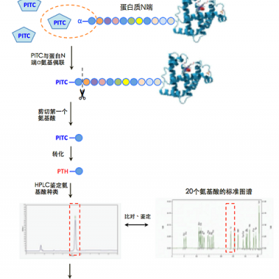 基于Edman降解的蛋白N端序列分析