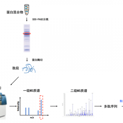 基于质谱的序列分析