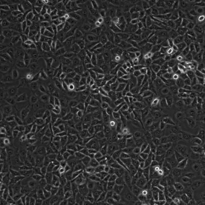 C6（大鼠胶质瘤细胞）智立中特生物zl-056409